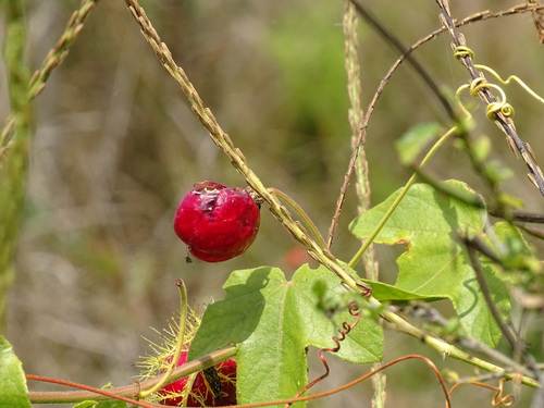Image of Passiflora ciliata by (c) Alexis López Hernández, some rights reserved (CC BY)