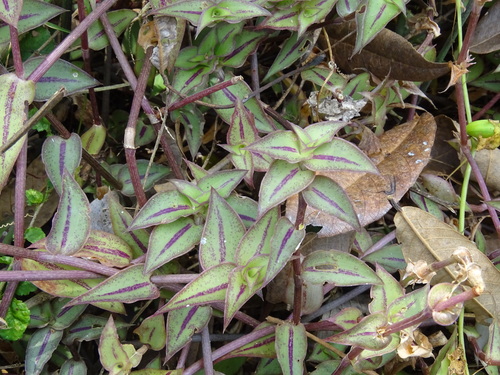 Callisia repens