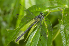 Leptogomphus divaricatus