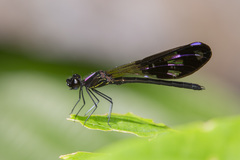 Aristocypha fenestrella