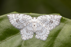 Leucodrepana serratilinea