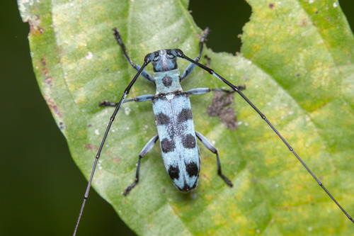 Microlenecamptus sexmaculatus