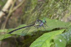 Leptogomphus