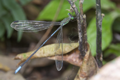 Orolestes selysi