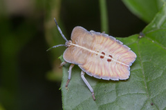 Tessaratomidae