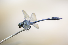 Gomphidictinus kompieri