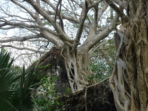 Image of Ficus crassinervia by (c) Alexis López Hernández, some rights reserved (CC BY)