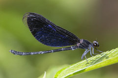 Euphaea guerini