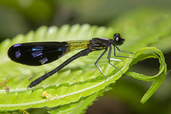 Aristocypha fenestrella