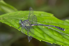 Leptogomphus divaricatus