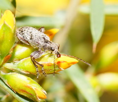 Agnesiotis pilosula