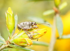 Agnesiotis pilosula