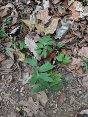 Hydrophyllum virginianum