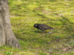 Spodiopsar cineraceus