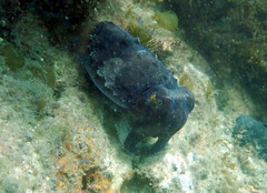 Sepia mestus
