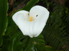 Zantedeschia aethiopica image