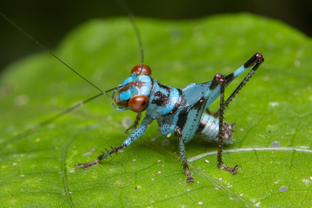 Katydids (Family Tettigoniidae) · iNaturalist