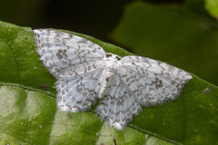 Leucodrepana serratilinea
