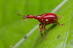 Apoderinae