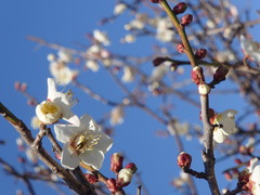 Prunus mume