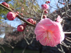 Prunus mume