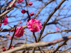 Prunus mume