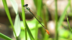 Agriocnemis femina