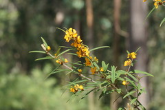 Oxylobium arborescens