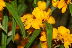 Oxylobium arborescens