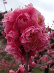 Prunus mume