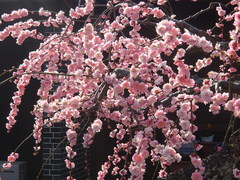 Prunus mume