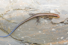 Plestiodon tamdaoensis