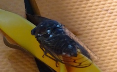 Megatibicen resonans