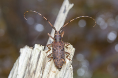 Pharsalia subgemmata