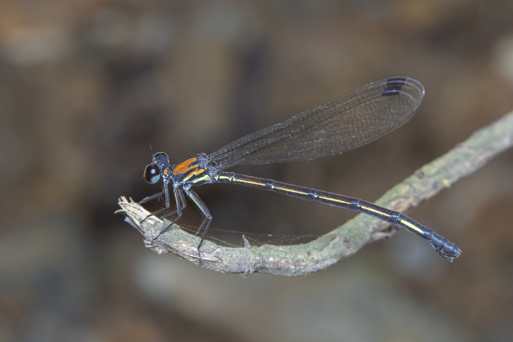 Cryptophaea