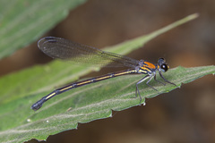 Cryptophaea vietnamensis