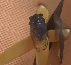 Megatibicen resonans