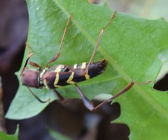 Neoclytus acuminatus acuminatus