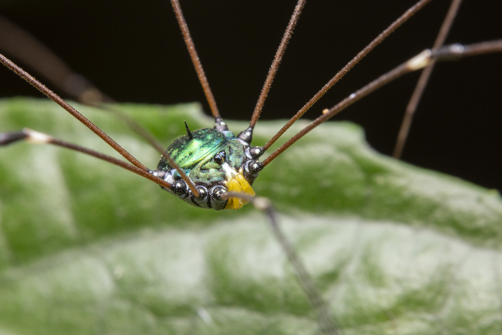Gagrellinae