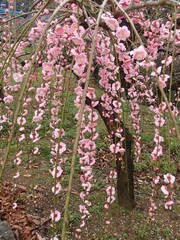 Prunus mume