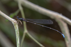 Drepanosticta emtrai