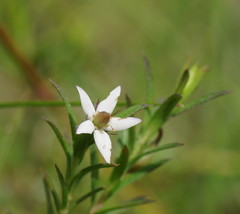Rhytidosporum