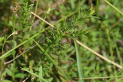 Rhytidosporum