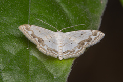 Scopula propinquaria