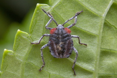 Tessaratomaria