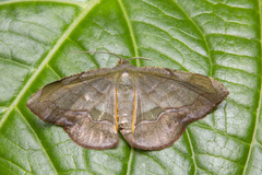 Fascellina meligerys
