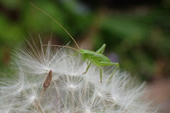 Tettigonia orientalis