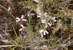 Epacris impressa