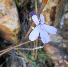 Lobelia dichroma