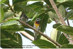 Spindalis zena benedicti
